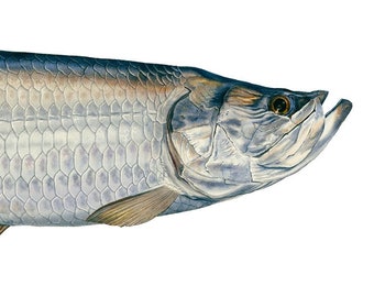 Tarpon Open Edition Print by Flick Ford, Southern gamefish, Gulf Coast, Florida, natural history art, fish art, saltwater gamefish picture