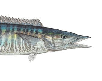 Wahoo Open Edition Print by Flick Ford, Southern gamefish, saltwater food fish, natural history art, fish art, saltwater gamefish picture