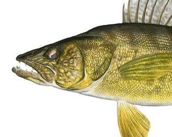 Walleye Open Edition Druck von Flick Ford, Naturgeschichte Kunst, Fisch Kunst, Süßwasser Spielfisch Bild
