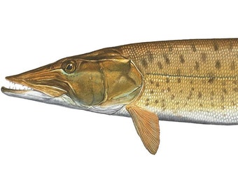 Impresión de edición abierta de Muskellunge de Flick Ford, almizcle, arte de historia natural, arte de peces, imagen de peces de caza de agua dulce