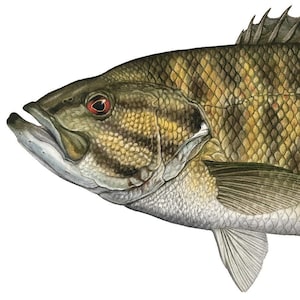 May include: A detailed illustration of a Smallmouth Bass fish, Micropterus dolomieu, with a green, brown, and gray color scheme. The fish is depicted in profile, with its mouth open and its fins spread out. The illustration is set against a white background.