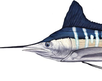 White Marlin Open Edition Print by Flick Ford, billfish, saltwater fish, natural history art, fish art, saltwater gamefish picture