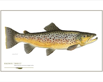 Brown Trout Open Edition Print by Flick Ford, European native trout, salter, natural history art, fish art, freshwater gamefish picture