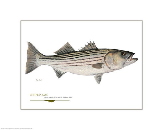 Striped Bass Open Edition Print by Flick Ford, Saltwater Gamefish,  Rockfish, Natural History Art, Fish Art, Gamefish Picture -  Canada