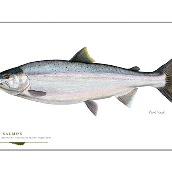 Coho Salmon Open Edition Print by Flick Ford, Western native salmon, natural history art, fish art, freshwater gamefish picture