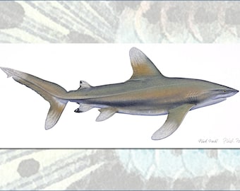 Silky Shark AP (artist proof) by Flick Ford, saltwater fish, natural history art, fish art