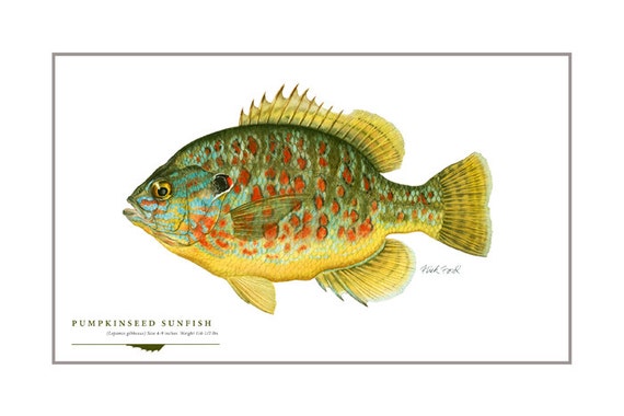 Pumpkinseed Sunfish Open Edition Print by Flick Ford, Sunfish, Panfish,  Natural History Art, Fish Art, Freshwater Picture 