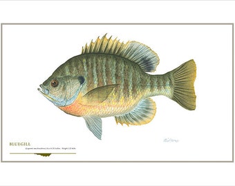 Bluegill Open Edition Print by Flick Ford, sunfish, panfish, natural history art, fish art,  freshwater picture