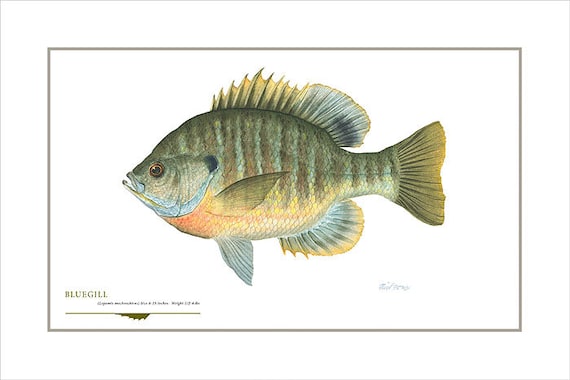 Bluegill Open Edition Print by Flick Ford, Sunfish, Panfish