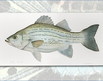 White Bass color proof by Flick Ford, North American gamefish, natural history art, fish art, gamefish picture