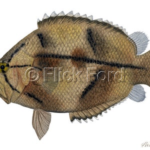 Wild Amazon Leaf Fish, Monocirrhus polyacanthus painting by Flick Ford, wild tropical fish, wild tropical fish original art, fish painting image 2