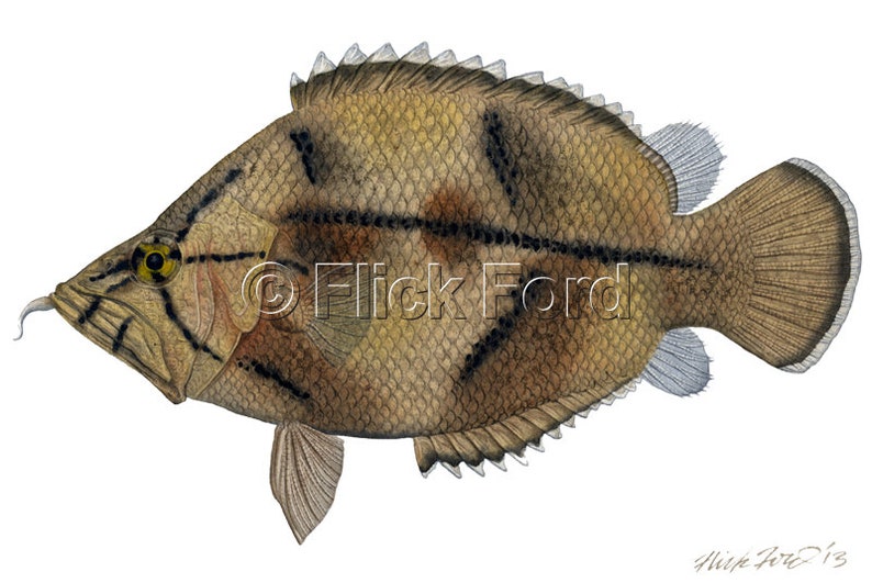 Wild Amazon Leaf Fish, Monocirrhus polyacanthus painting by Flick Ford, wild tropical fish, wild tropical fish original art, fish painting image 2