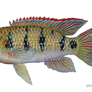 Wild African Butterfly Cichlid, Anomalochromis thomasi painting by Flick Ford, wild tropical fish, wild tropical fish original art, fish art image 2