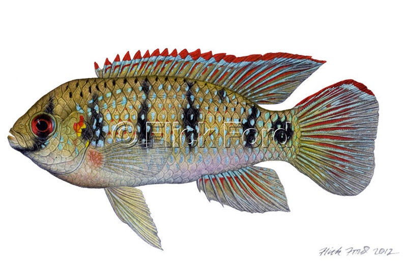 Wild African Butterfly Cichlid, Anomalochromis thomasi painting by Flick Ford, wild tropical fish, wild tropical fish original art, fish art image 2