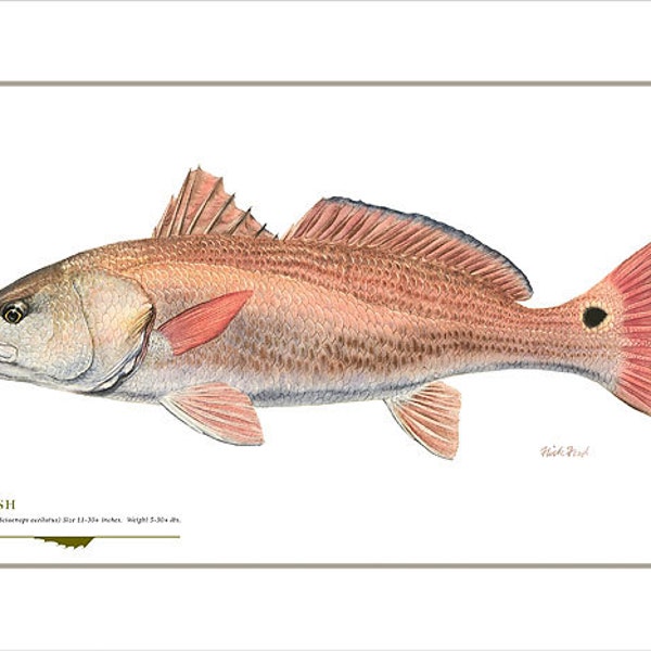 Redfish Open Edition Print by Flick Ford, Southern gamefish, Gulf Coast, Florida, natural history art, fish art, saltwater gamefish picture