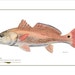 see more listings in the Saltwater Fish Prints section