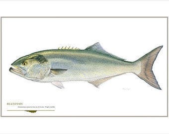 Bluefish Open Edition Print by Flick Ford, Eastern saltwater gamefish, natural history art, fish art, saltwater gamefish picture