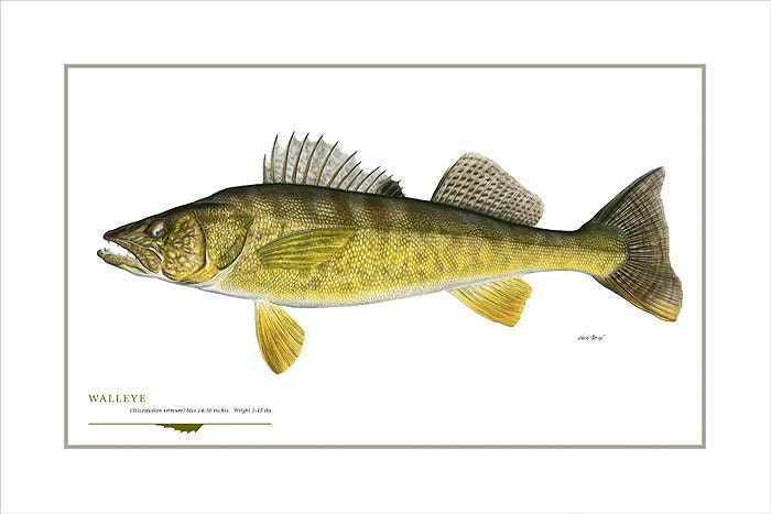 Walleye Open Edition Print by Flick Ford, Natural History Art, Fish Art,  Freshwater Gamefish Picture 