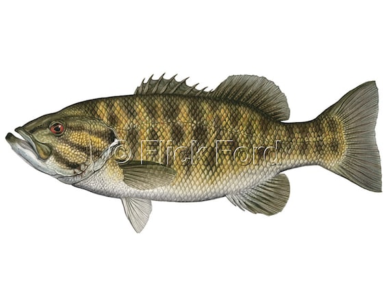 Smallmouth Bass Open Edition Print by Flick Ford, warm water gamefish,  smallie, natural history art, fish art, freshwater gamefish picture