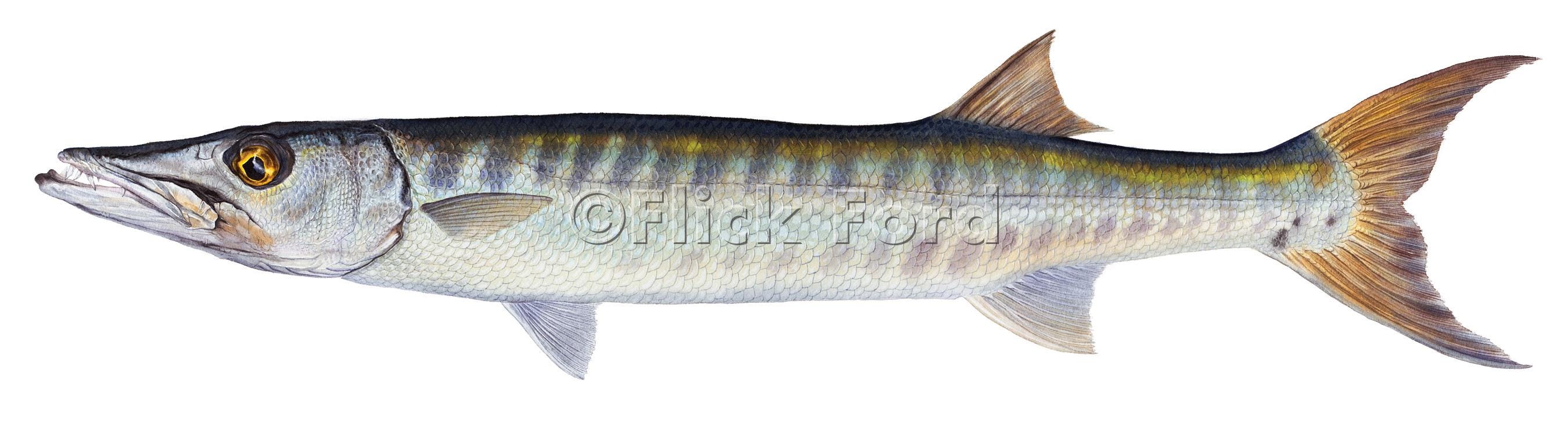 Great Barracuda Open Edition Print by Flick Ford, Southern