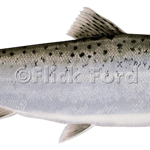 May include: A silver-colored fish with black spots and a dark gray tail fin. The fish has a slightly upturned mouth and a large, round eye.