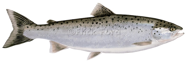 May include: A silver-colored fish with black spots and a dark gray tail fin. The fish has a slightly upturned mouth and a large, round eye.