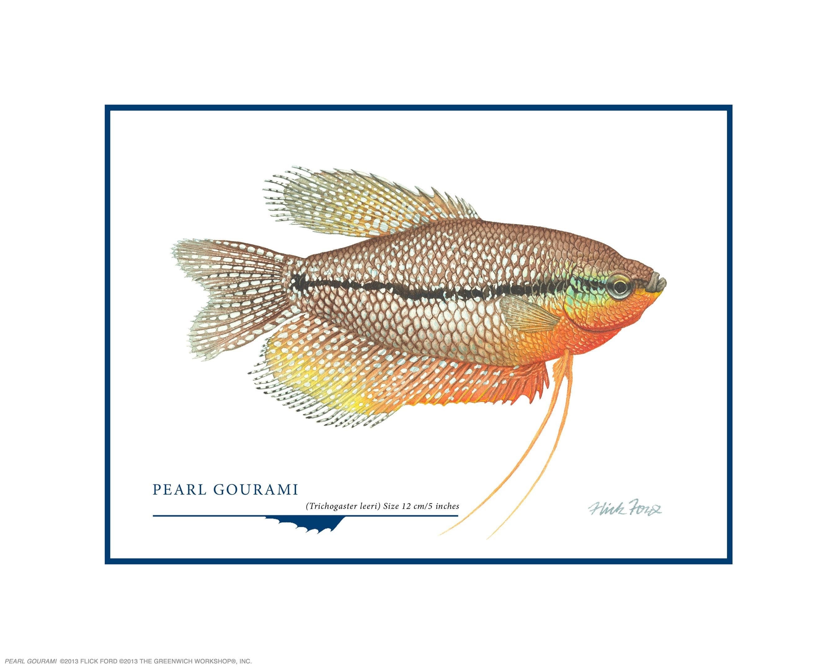 Pearl Gourami Open Edition Print by Flick Ford, wild gourami, Asian gourami, natural history art, fish art, tropical fish picture