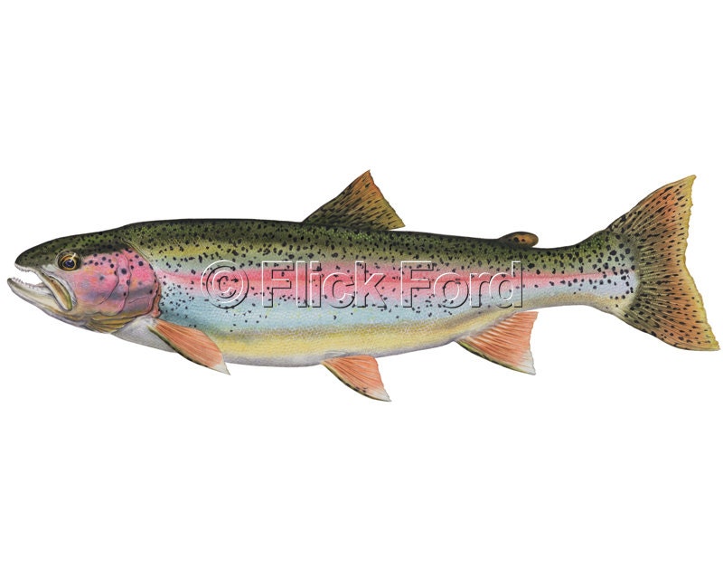 Rainbow Trout Open Edition Print by Flick Ford, Western Native