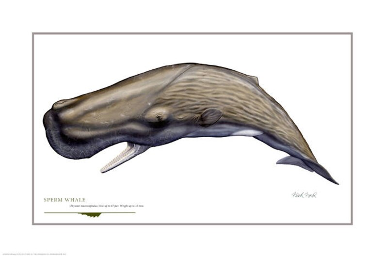 Boob pic reid tara Sperm whale amer makeup