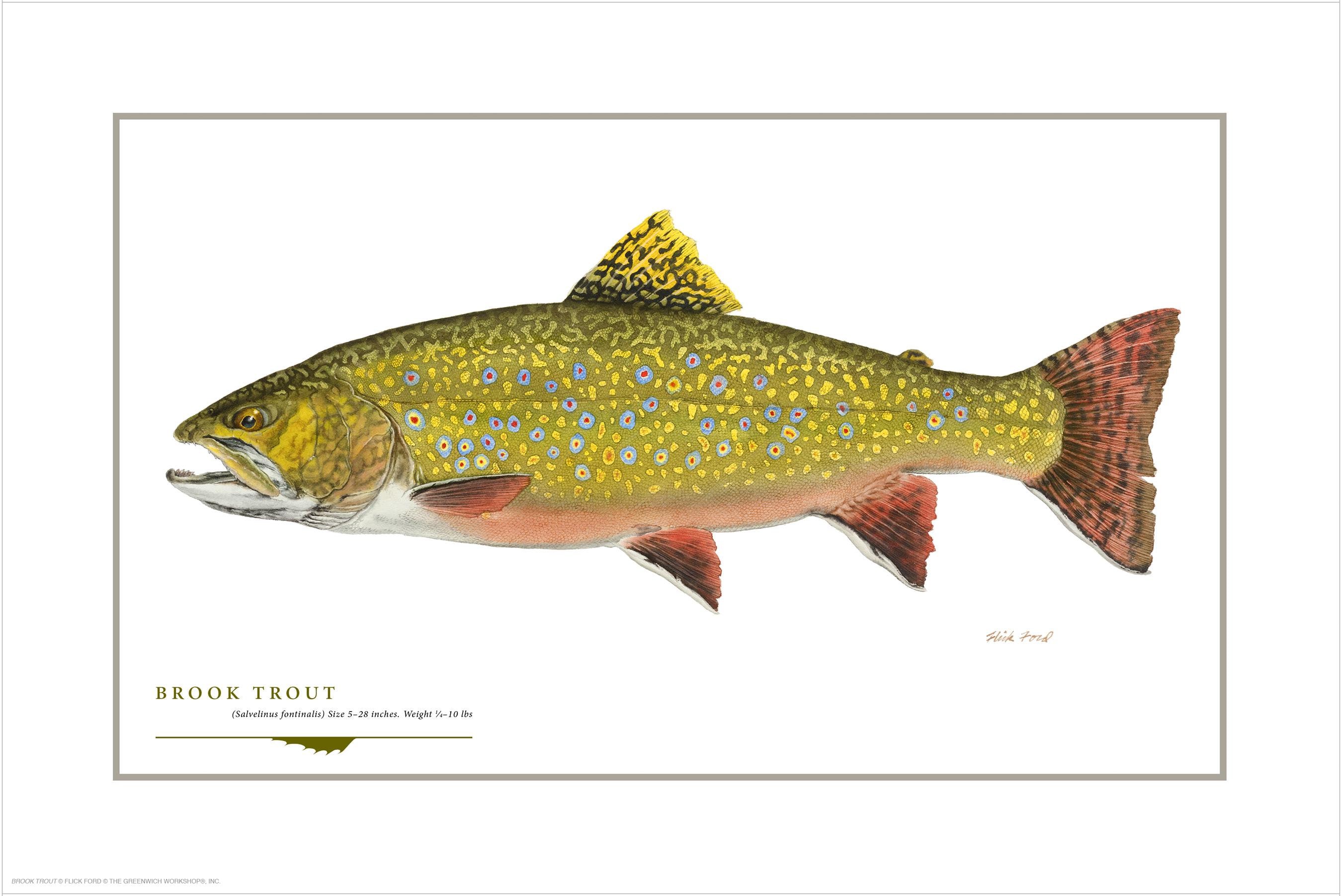 Brook Trout Open Edition Print by Flick Ford, Eastern native trout, brookie, coaster, natural history art, fish art, gamefish picture