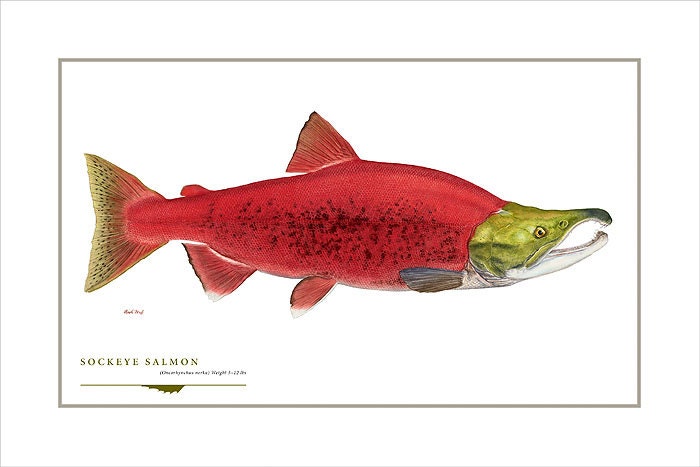Sockeye Salmon Open Edition Print by Flick Ford, Western Native Salmon ...