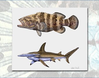 Goliath Grouper & Hammerhead Shark color proof by Flick Ford, saltwater fish, natural history art, fish art