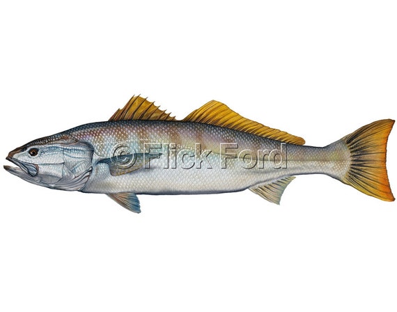 White Seabass Open Edition Print by Flick Ford, Western saltwater gamefish,  natural history art, fish art, saltwater fish picture