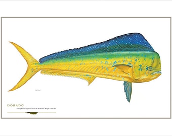 Dorado Open Edition Print by Flick Ford, Southern gamefish, saltwater food fish, natural history art, fish art, saltwater gamefish picture