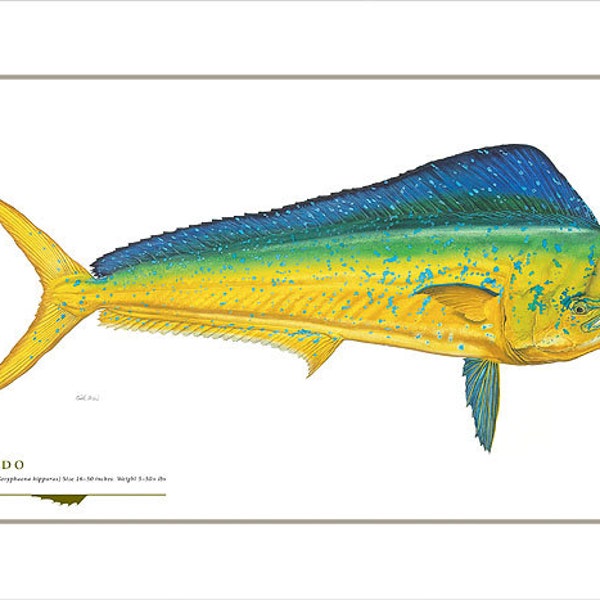 Dorado Open Edition Print by Flick Ford, Southern gamefish, saltwater food fish, natural history art, fish art, saltwater gamefish picture