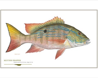 Mutton Snapper Open Edition Print by Flick Ford, saltwater fish, natural history art, snapper, Florida fish art, Gulf Coast fish art