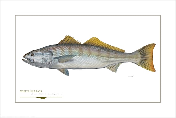 GLORY FISH ACUTE SEABASS 86SL