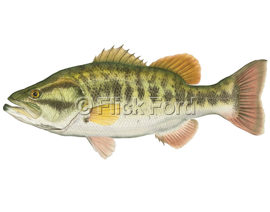 Largemouth Bass Open Edition Print by Flick Ford, Bigmouth Bass, Black ...