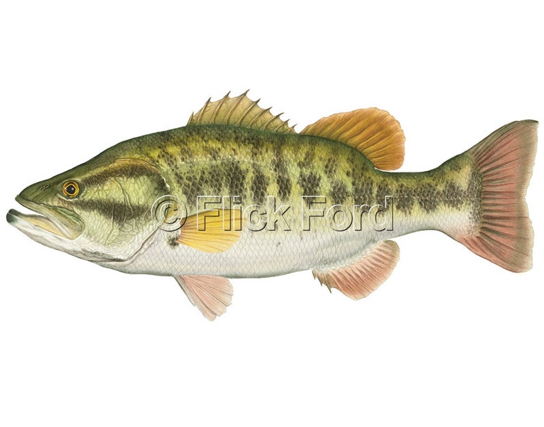 Largemouth Bass Open Edition Print by Flick Ford, Bigmouth Bass, Black