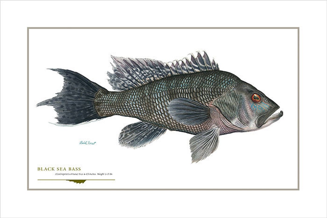 Black Sea Bass Open Edition Print by Flick Ford, Saltwater Food Fish,  Natural History Art, Sea Bass, Atlantic Fish Art, East Coast Fish Art 