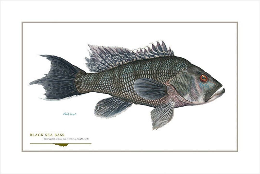 Black Sea Bass Open Edition Print by Flick Ford, Saltwater Food Fish