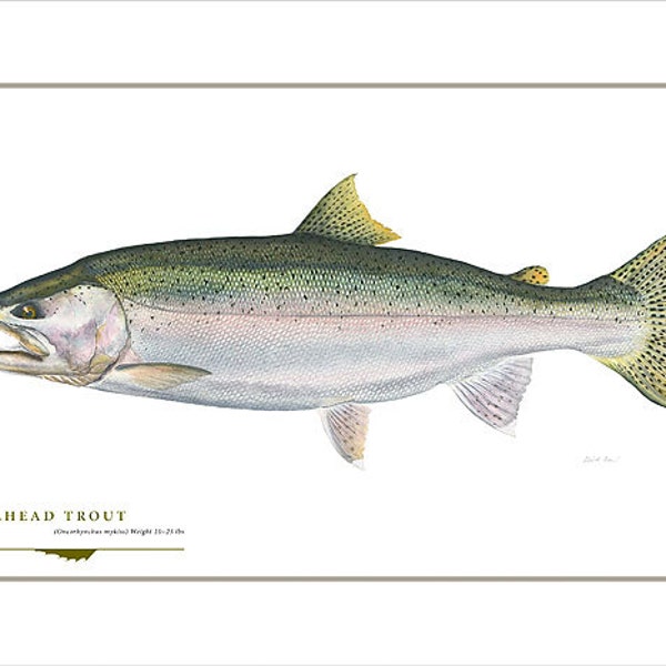 Steelhead Trout Open Edition Print by Flick Ford, Western native trout, chrome, natural history art, fish art, freshwater gamefish picture