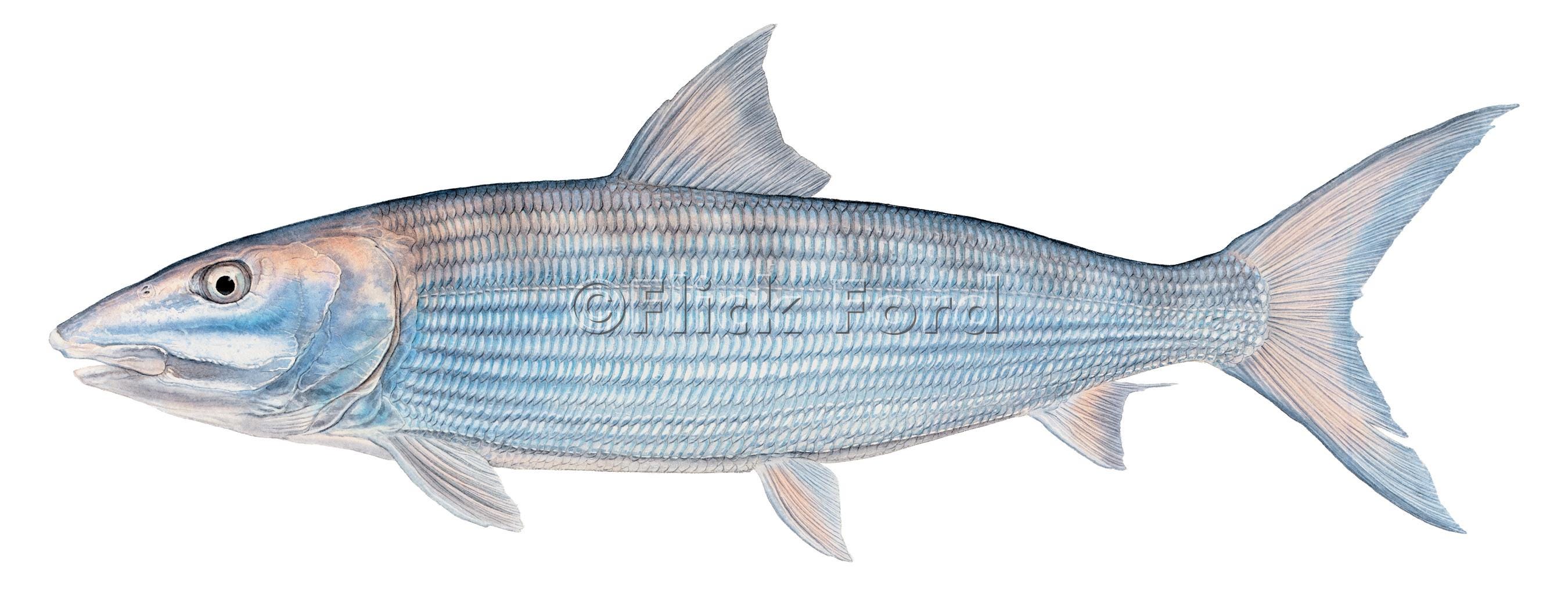 Bonefish Open Edition Print by Flick Ford, Southern Flats Gamefish ...