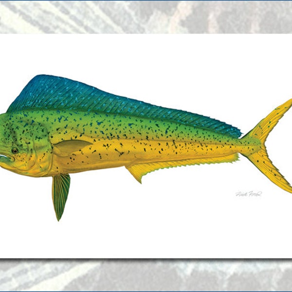 Trophy Dorado Limited Edition Print de Flick Ford, Mahi-Mahi, Dolphinfish, gamefish de agua salada, arte de historia natural, arte de peces,