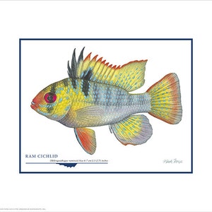 Ram Cichlid Open Edition Print by Flick Ford, South American dwarf cichlid, natural history art, fish art, tropical fish picture