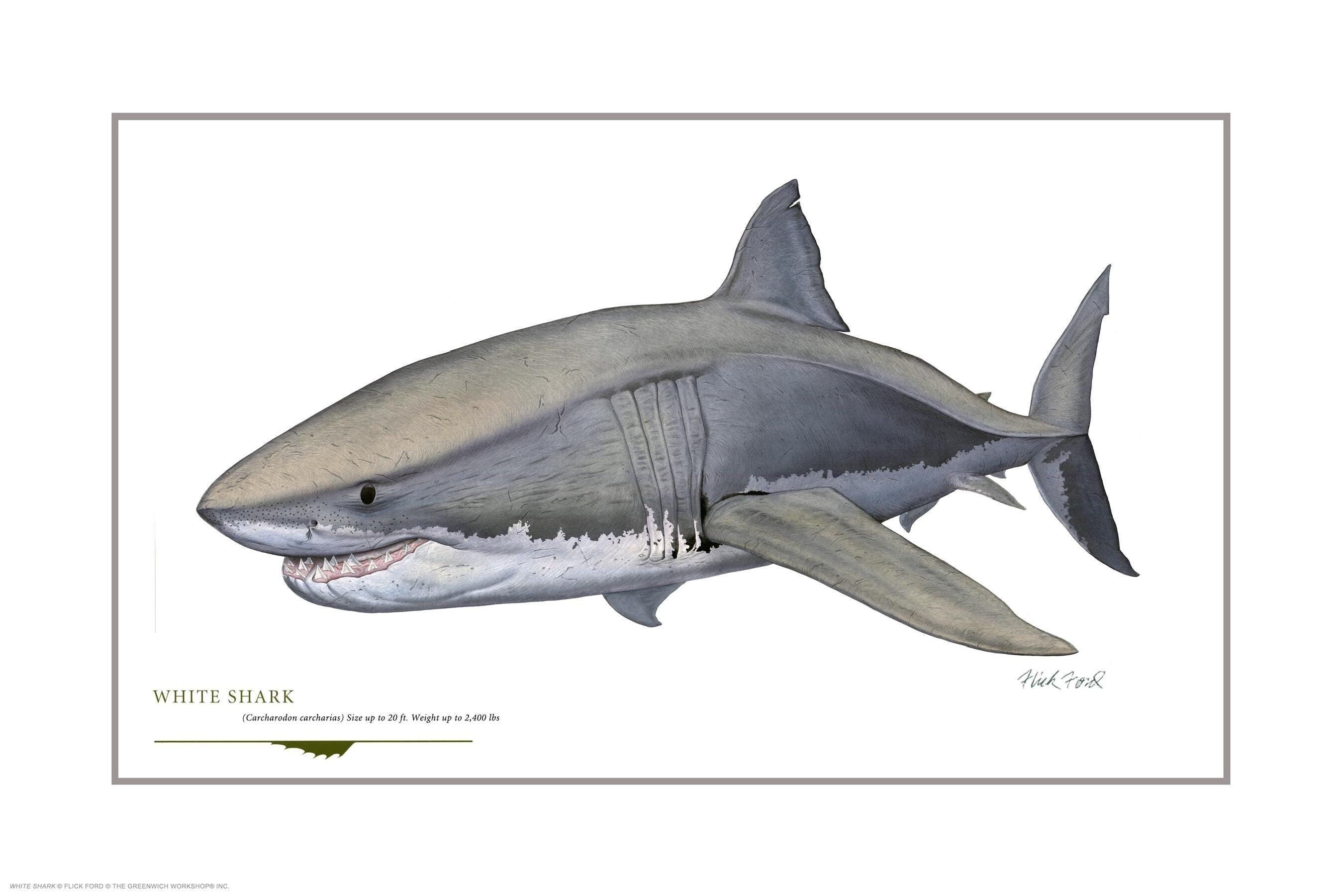 フリック・フォードによるホオジロザメのオープンエディションプリント