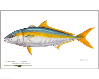 California Yellowtail Open Edition Print by Flick Ford, Western saltwater gamefish, natural history art, fish art, saltwater fish picture