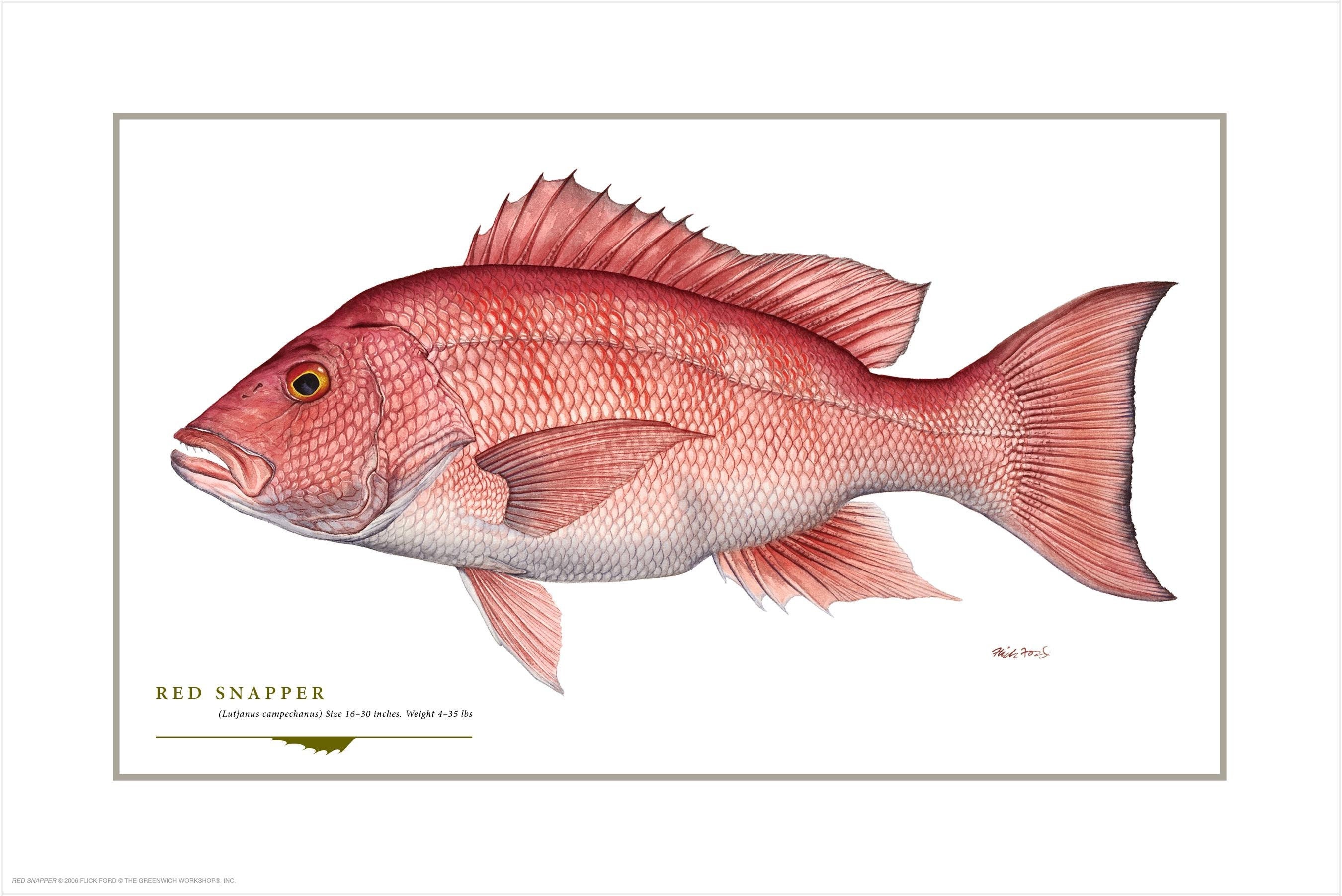 Red Snapper Open Edition Print by Flick Ford, saltwater food fish, natural history art, snapper, Florida fish art, Gulf Coast fish art