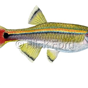 Wild White Cloud Mountain Minnow, Tanichthys albonubes painting by Flick Ford, wild tropical fish, wild tropical fish original art, fish art image 2