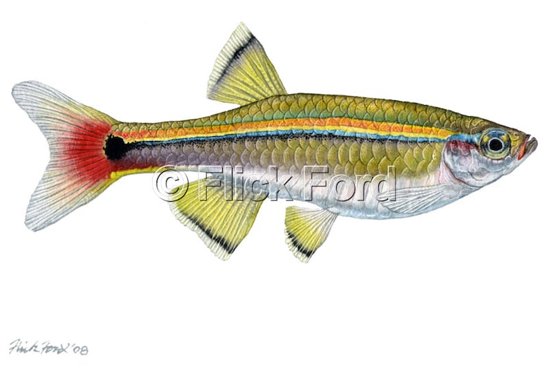 Wild White Cloud Mountain Minnow, Tanichthys albonubes painting by Flick Ford, wild tropical fish, wild tropical fish original art, fish art image 2